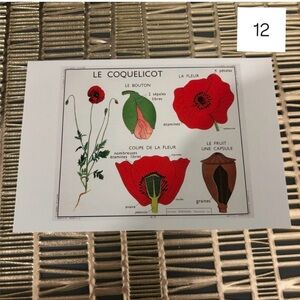 French Language Single Postcard Art Print - Vintage Botany - Poppy 12